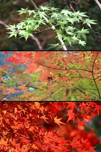 重慶出發 去南京過秋天