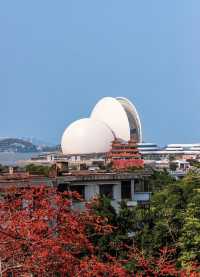 珠海望海亭賞花絕美機位