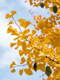 不是日本！廣東省自己的黃金大道