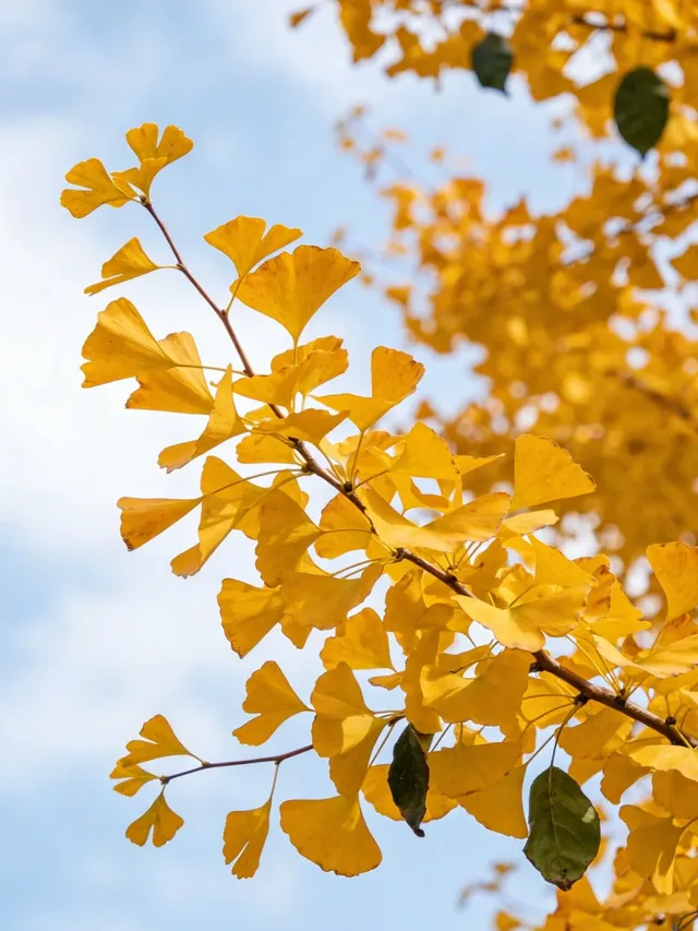 不是日本！廣東省自己的黃金大道