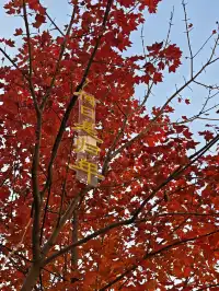 此時，武漢東湖美得不像話免費停車！