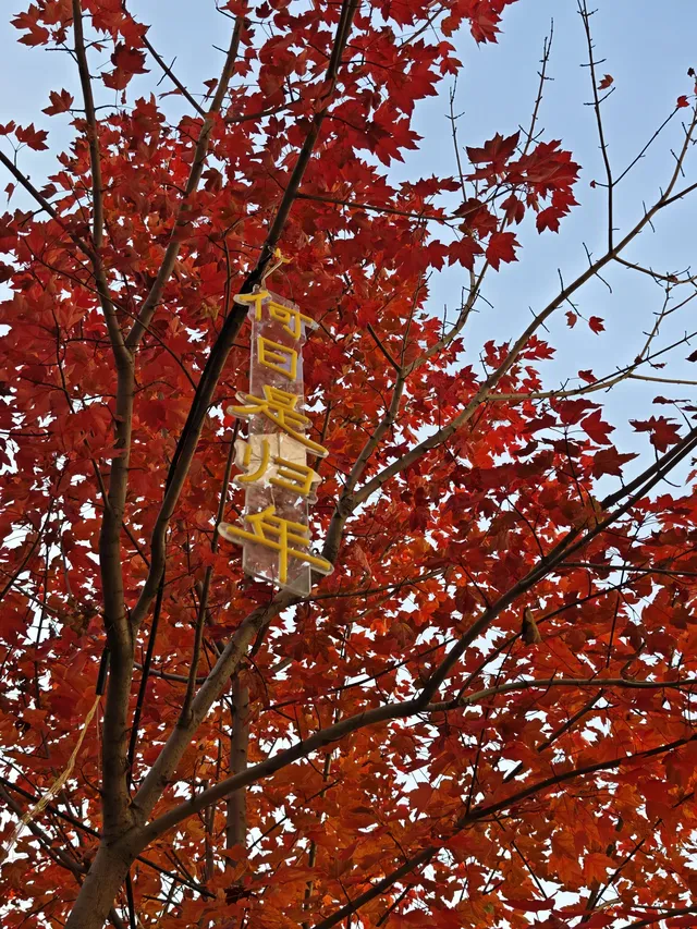 此時，武漢東湖美得不像話免費停車！