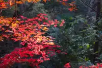 棲霞山 | 拍點不一樣的