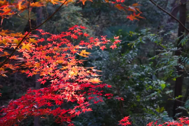 棲霞山 | 拍點不一樣的 棲霞山 | 拍點不一樣的