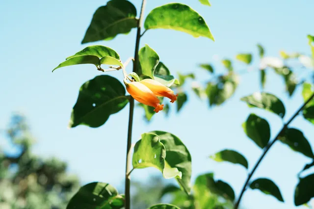 中科院植物園拍照YYDS 中科院植物園拍照YYDS