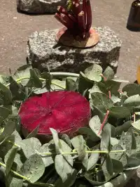 秘魯利馬Best50餐廳Mayta 亮點&踩雷