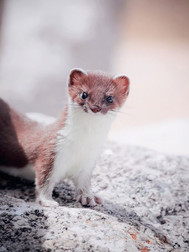 賽湖冬探:冰原上的毛茸茸精靈 賽湖冬探:冰原上的毛茸茸精靈