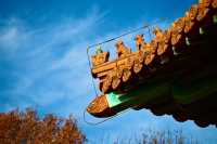 南京燕雀湖絕美水杉攻略秋日限定版油畫秘境