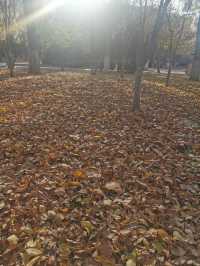 天津中山公園｜秋日限定的金色童話世界  落日銀杏+古建長廊！隨手拍都是電影感大片   天津秋日頂流