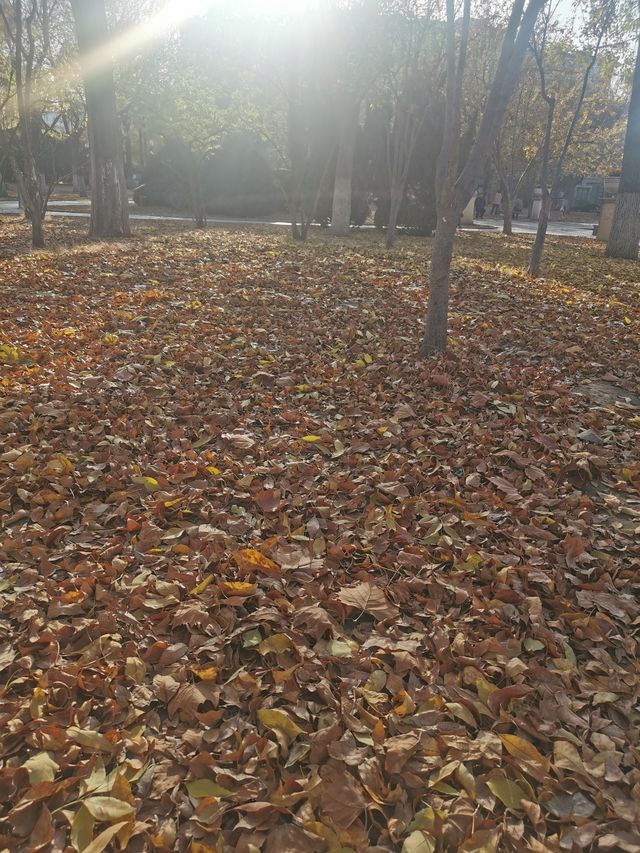 天津中山公園｜秋日限定的金色童話世界  落日銀杏+古建長廊！隨手拍都是電影感大片   天津秋日頂流