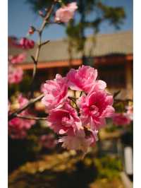 在安寧|步步生蓮花,心靜萬物寬。三和寺