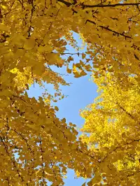 清吟街|想看看你們拍的銀杏