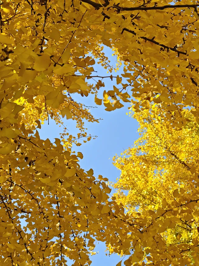 清吟街|想看看你們拍的銀杏 清吟街|想看看你們拍的銀杏