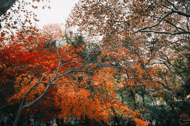 魯迅公園的秋日啟示:「生命暫停鍵」 金黃的銀杏葉像撒了一地碎金,紅楓則像一團團燃燒的火焰, 陽光 魯迅公園的秋日啟示:「生命暫停鍵」 金黃的銀杏葉像撒了一地碎金,紅楓則像一團團燃燒的火焰, 陽光