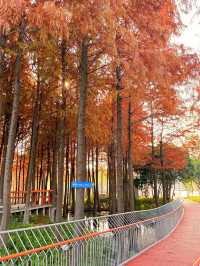 上海初冬限定浪漫|碳路者公園4點光影落羽杉