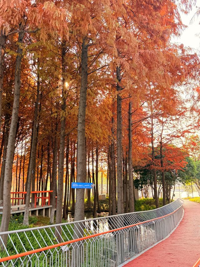 上海初冬限定浪漫|碳路者公園4點光影落羽杉 上海初冬限定浪漫|碳路者公園4點光影落羽杉