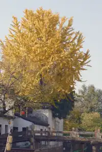 12.6 湖州秋景city walk路線