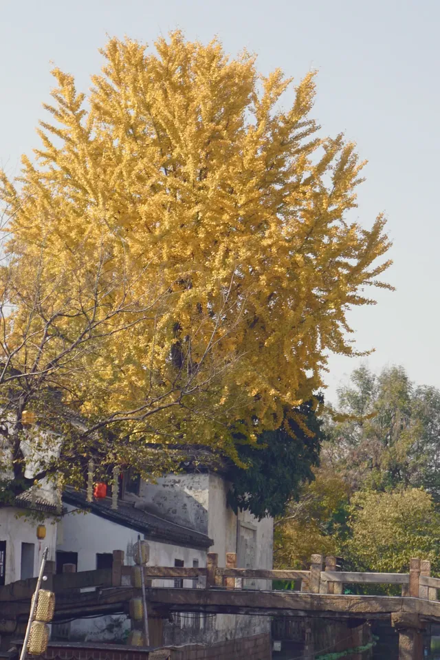 12.6 湖州秋景city walk路線 12.6 湖州秋景city walk路線