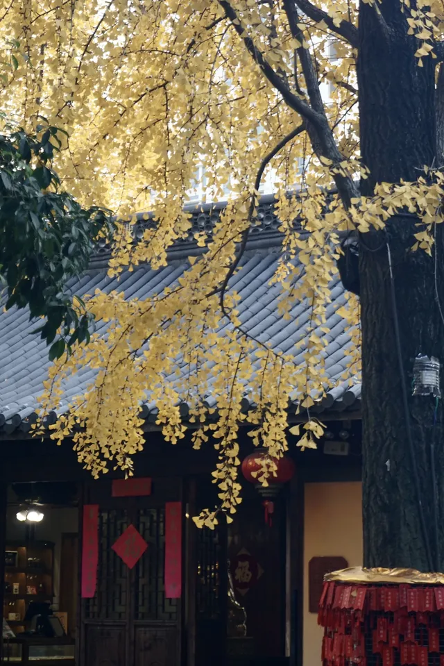 12.6 湖州秋景city walk路線 12.6 湖州秋景city walk路線