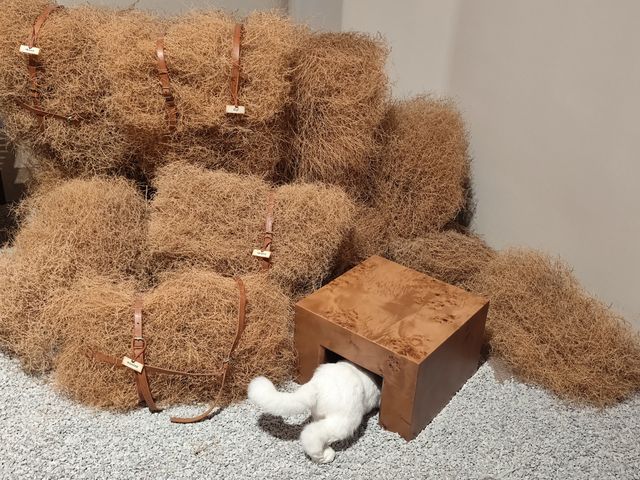 小眾展覽探店指南 小眾展覽探店指南