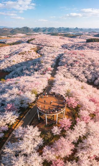 Spring Romance in Yiliang