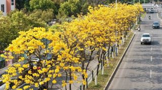 เมืองกานโจวเต็มไปด้วยดอกไม้บานสะพรั่ง ทำให้เป็นช่วงเวลาที่เหมาะที่สุดในการชื่นชมดอกไม้บานในฤดูใบไม้ผลิ