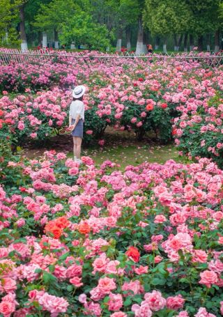 เริ่มต้นการเดินทางสุดโรแมนติกในเดือนพฤษภาคม～～