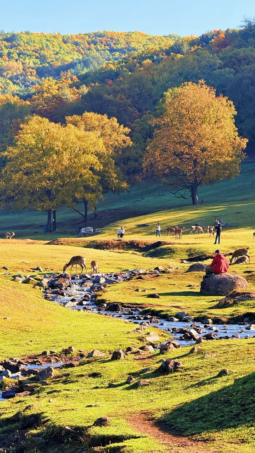 Jinshan Deer Park is absolutely trending this September! The ultimate spot for autumn foliage in Yichun