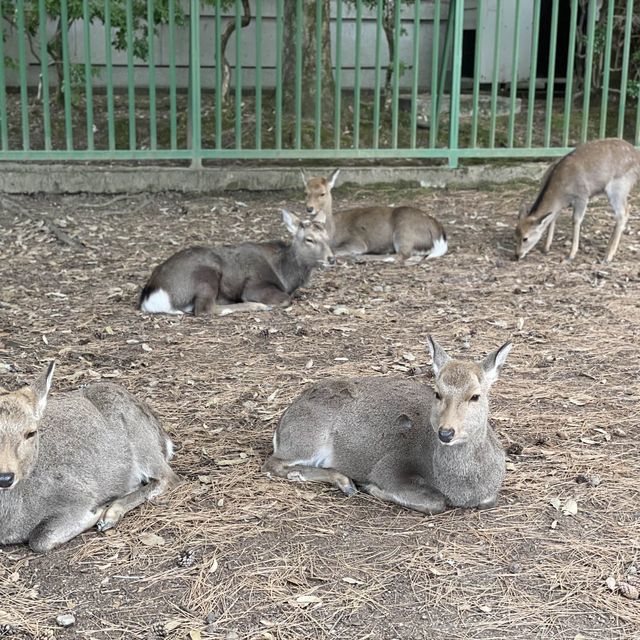 cute Nara deer 