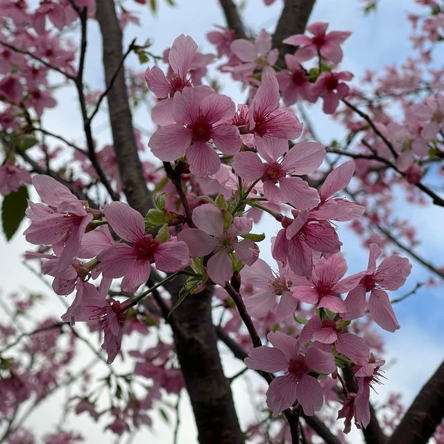 情人節櫻花樹下浪漫🌹合照🫶🏻情人節必去