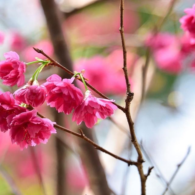 大埔海濱公園繡球花一樣咁燦爛👍👍👍