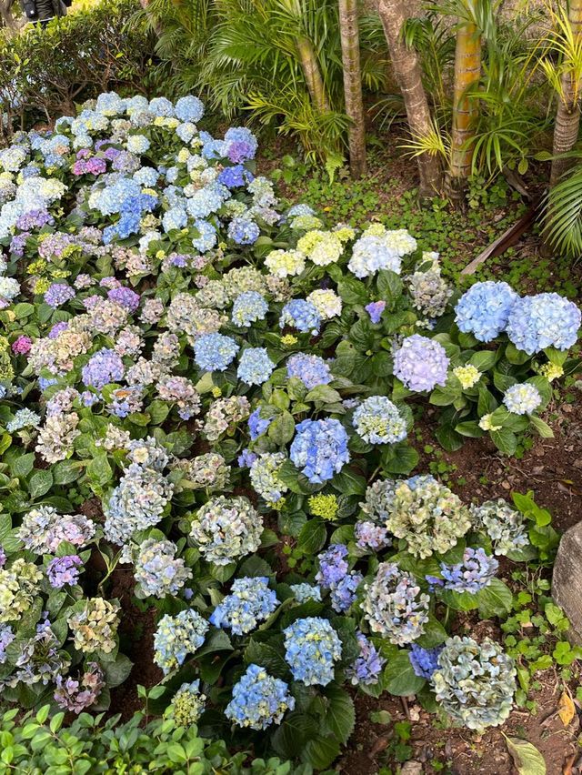 處處繡球花圃 @ 元朗公園