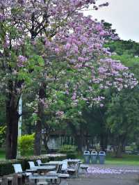 สวนวชิรเบญทัศ 🍃🌳☘️🍀🪵
