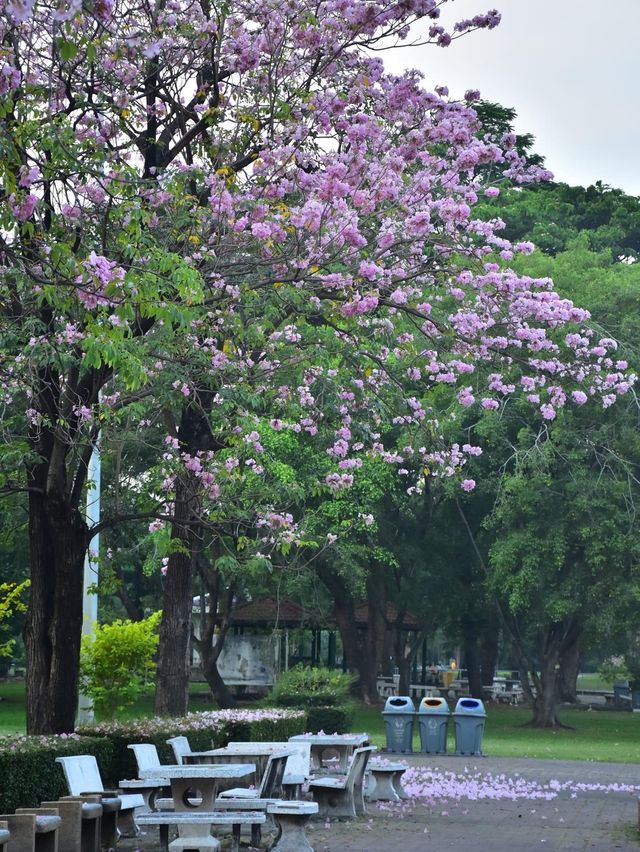 สวนวชิรเบญทัศ 🍃🌳☘️🍀🪵