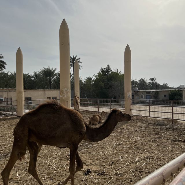 Bahrain - Royal Camel Farm - great spot!