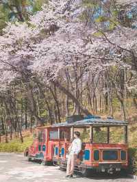 대구의 벚꽃 명소! 이월드🌸