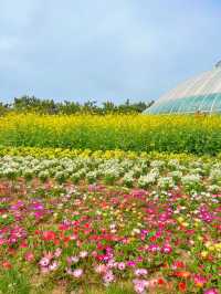 튤립과 유채를 한번에 볼 수 있는 봄꽃명소🌸🌷