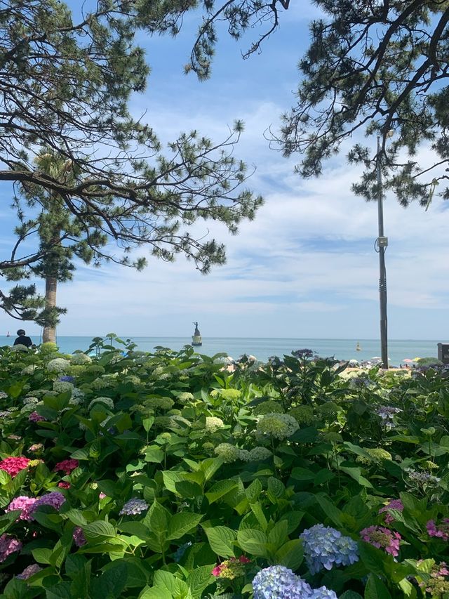 부산 송림공원 수국