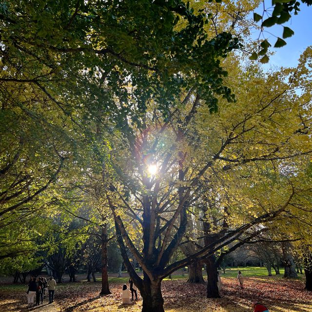 奧克蘭 獨樹山 One tree hill