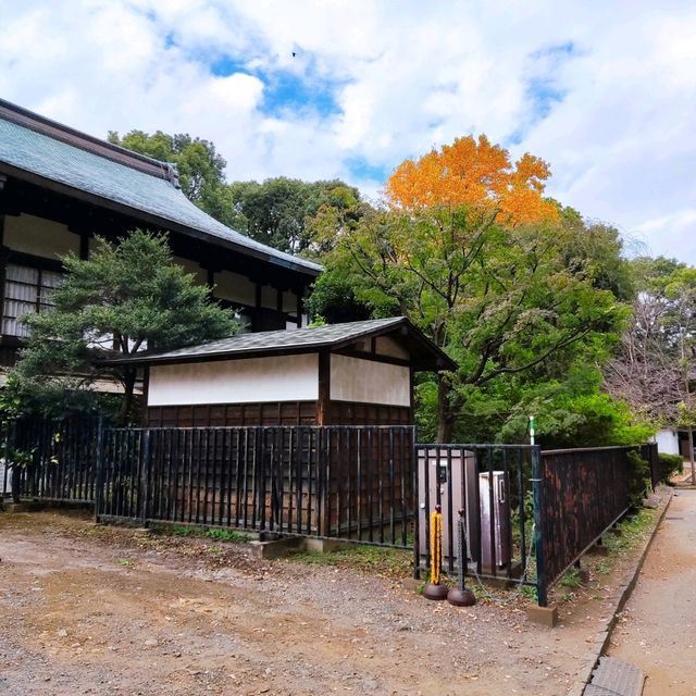 Relaxing Stroll at Ueno Park