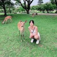 Nara Deer Park Review