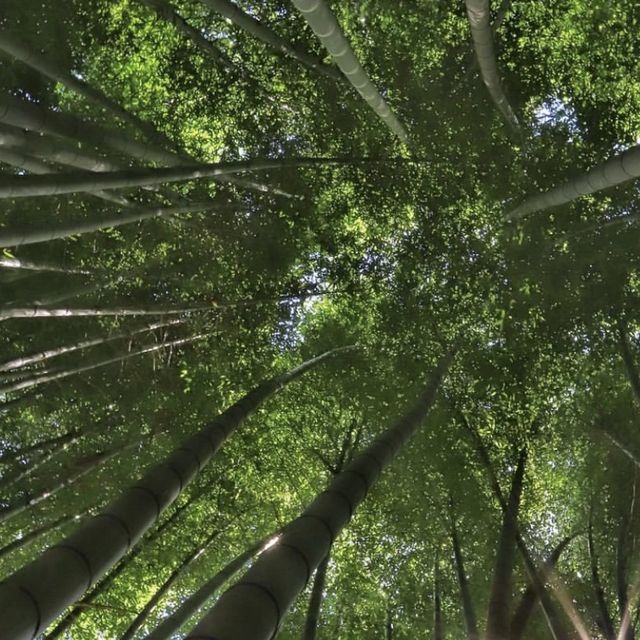 🌳 상효원 수목원, 제주 서귀포의 아름다운 식생을 머금다.