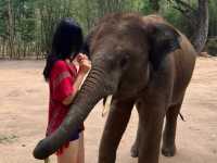하룻동안 코끼리의 친구가 될 수 있는 치앙마이 Kerchor elephant eco park