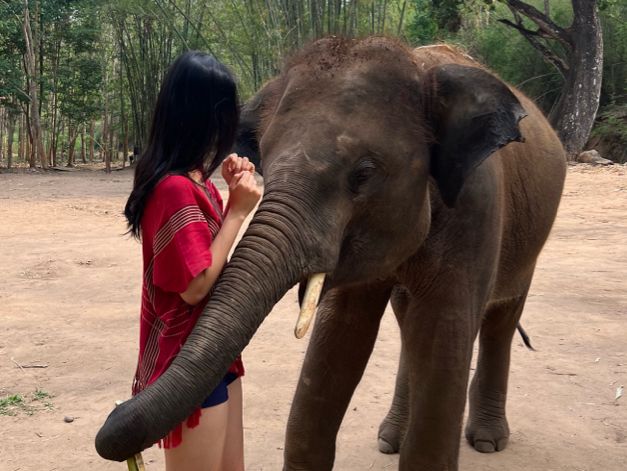 하룻동안 코끼리의 친구가 될 수 있는 치앙마이 Kerchor elephant eco park