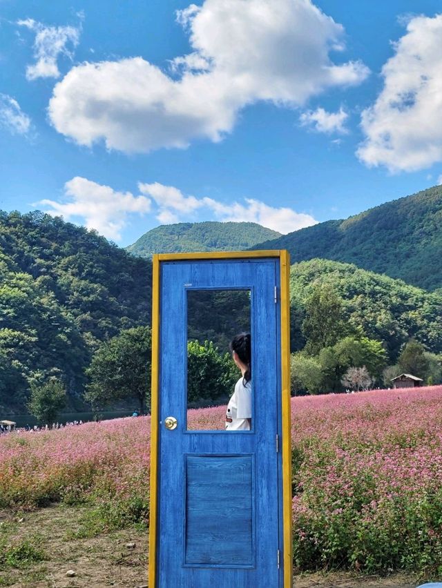 영월의 동강따라 가을 꽃놀이 즐기기🏞🌸