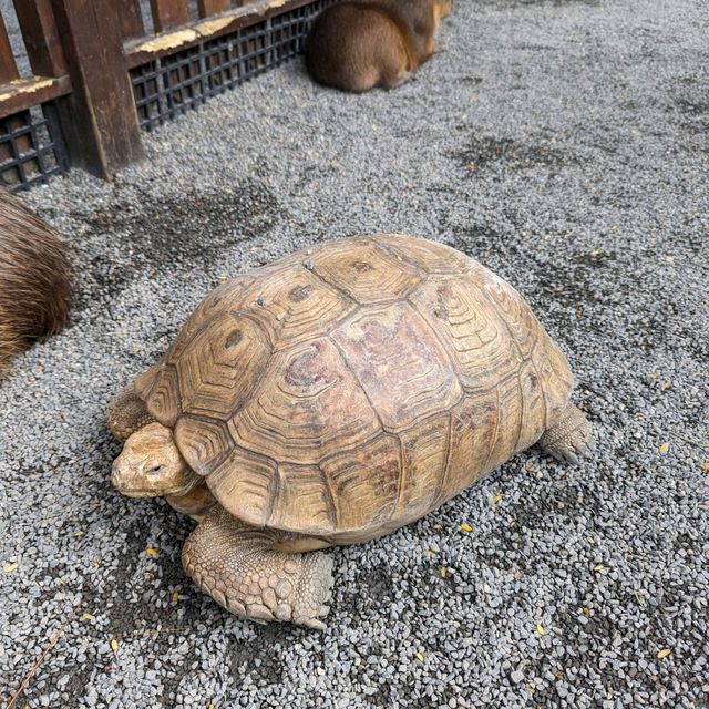 Capybara and alpacas at Taiwan Yilan farm