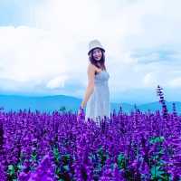 ไปถ่ายรูปกลางทุ่งดอกไม้ ยิ่งยงสวนดอกไม้  ม่อนแจ่ม 