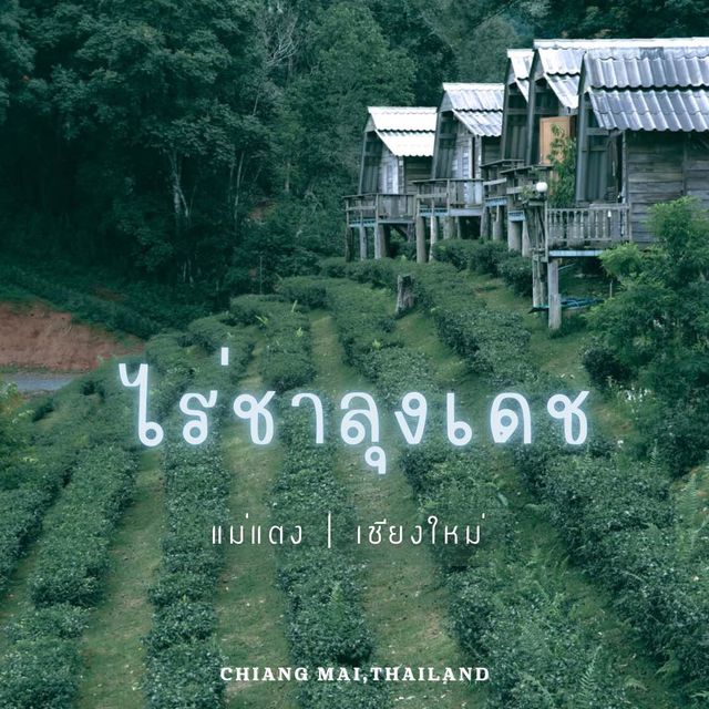 หนาวนี้ ที่ไร่ชาลุงเดช จิบชา กินเค้ก ชมวิว 
