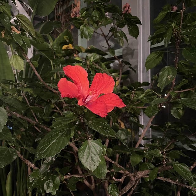 온실을 느낄 수 있는 과천 마이엘레🎶