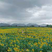 ทุ่งทานตะวัน เขาจีนแล วิวสวย มุมถ่ายรูปเพียบ